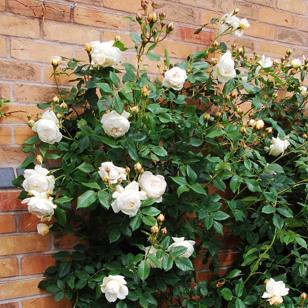 White Rose Bush C9589