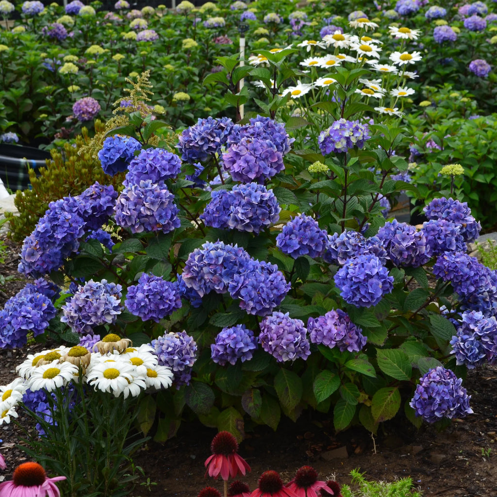 Hydrangea Live Shrub 1 Gallon L577873