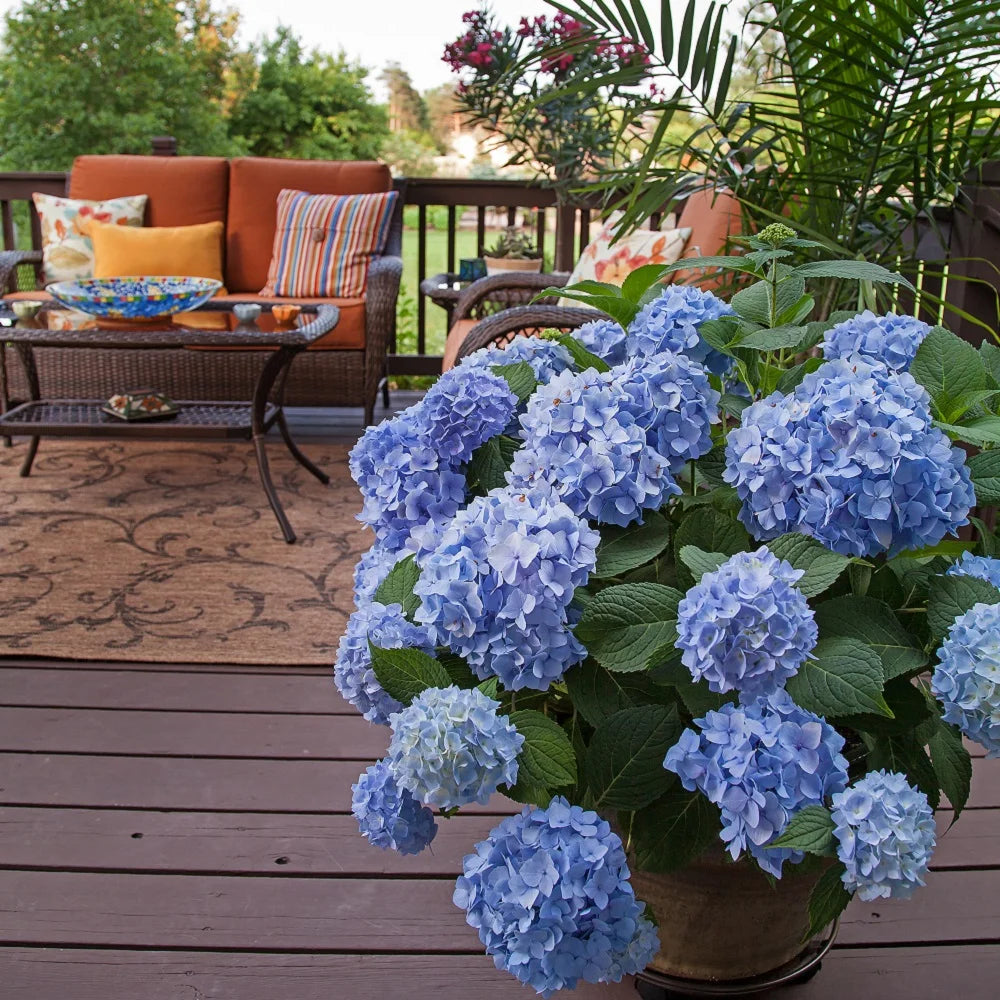 Pink or Blue Hydrangea Deciduous Shrub Live Plant L418884