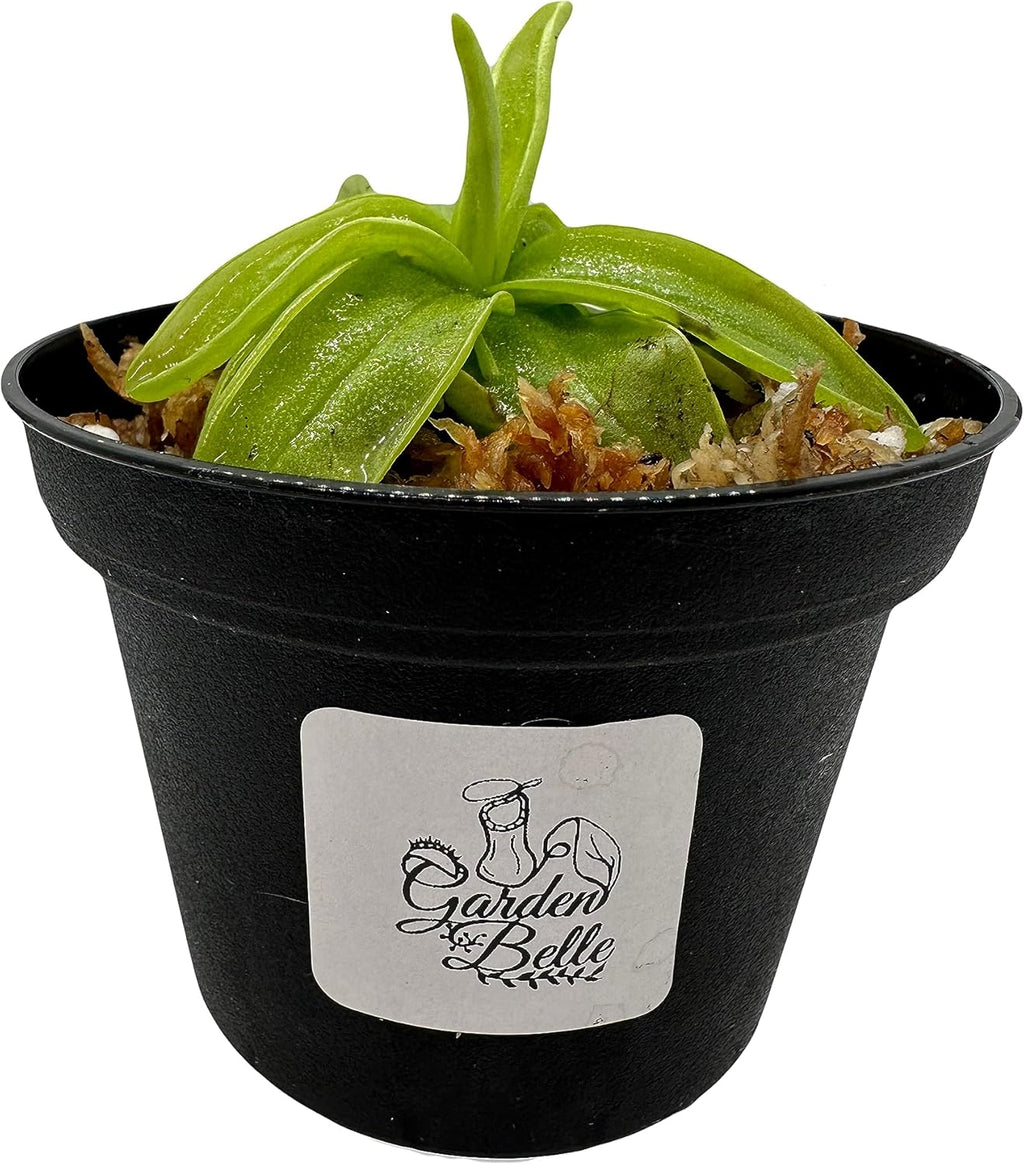 Carnivorous Plant in 3" Pot N742025