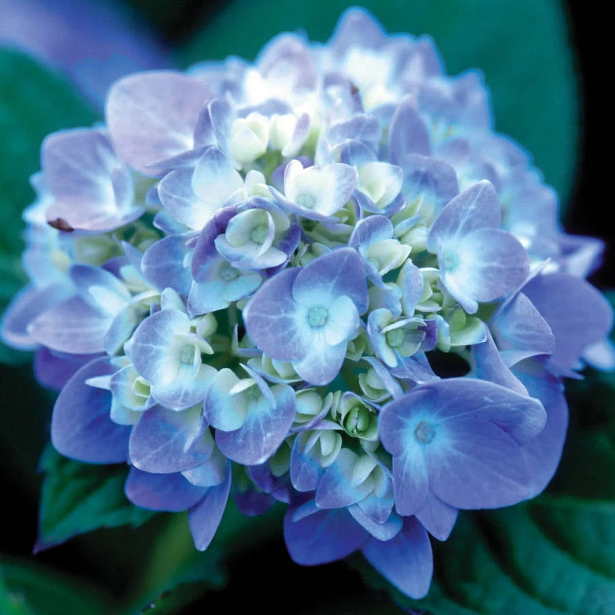 Pink or Blue Hydrangea Deciduous Shrub Live Plant L418884