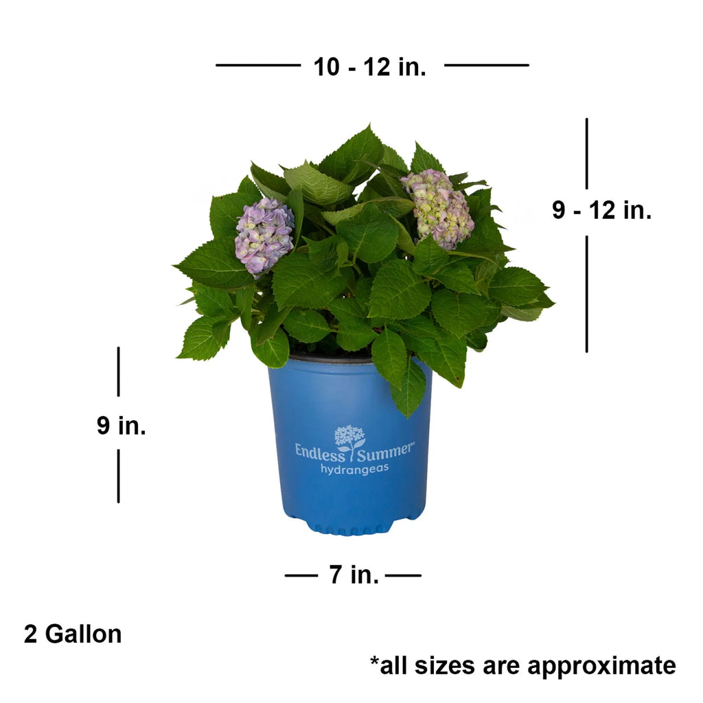 Pink or Blue Hydrangea Deciduous Shrub Live Plant L418884