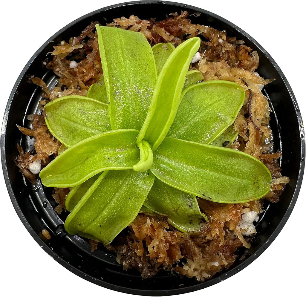 Carnivorous Plant in 3" Pot N742025
