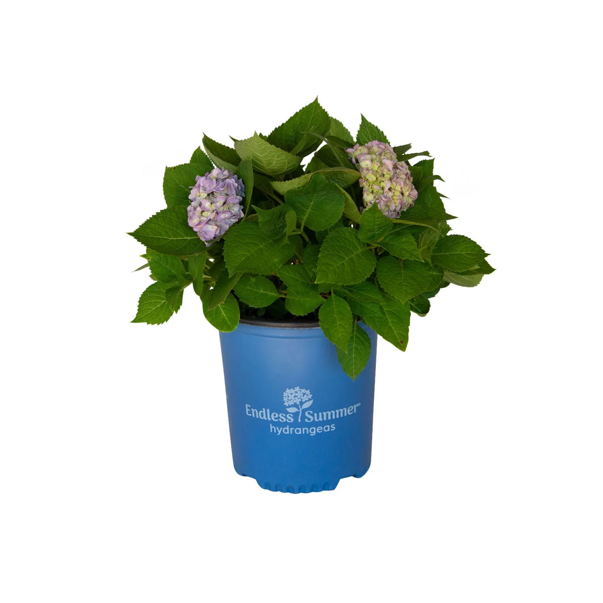 Pink or Blue Hydrangea Deciduous Shrub Live Plant L418884