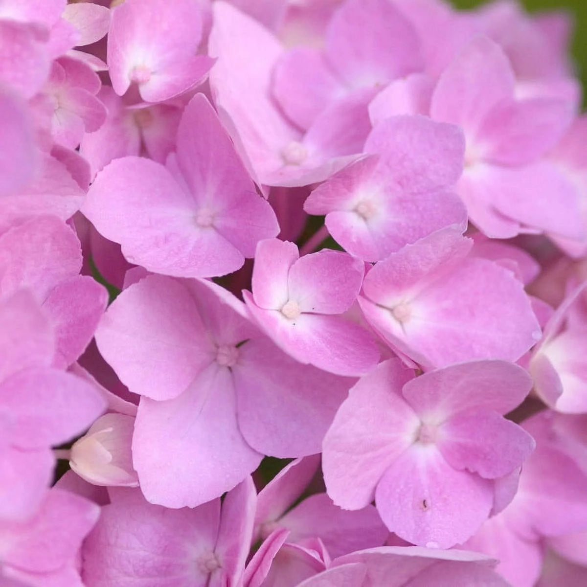 Pink or Blue Hydrangea Deciduous Shrub Live Plant L418884