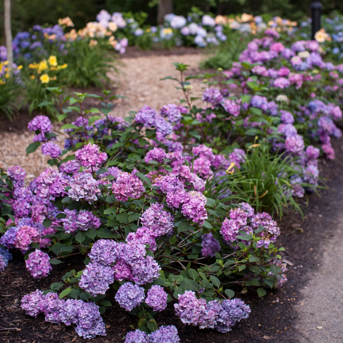 Hydrangea Live Shrub 1 Gallon L577873