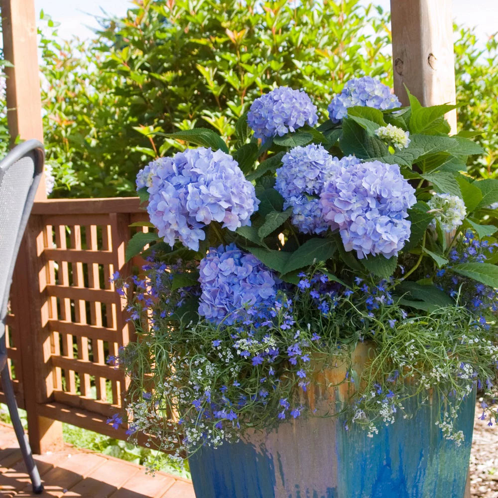 Pink or Blue Hydrangea Deciduous Shrub Live Plant L418884