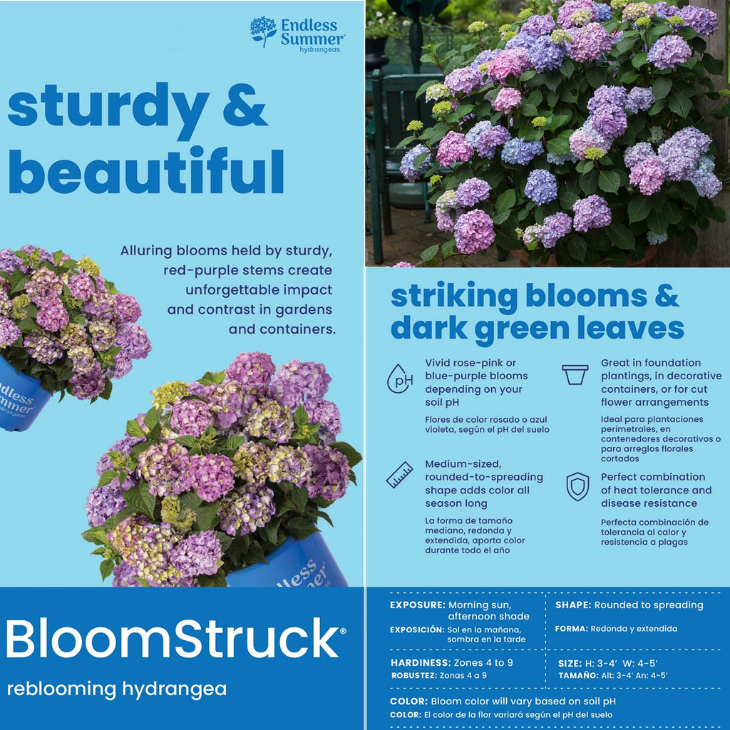 Hydrangea Live Shrub 1 Gallon L577873