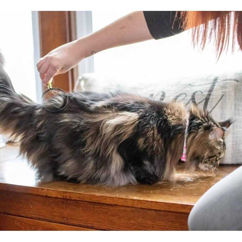 Cat Shedding Blade F480311