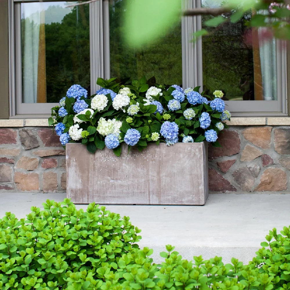 Pink or Blue Hydrangea Deciduous Shrub Live Plant L418884