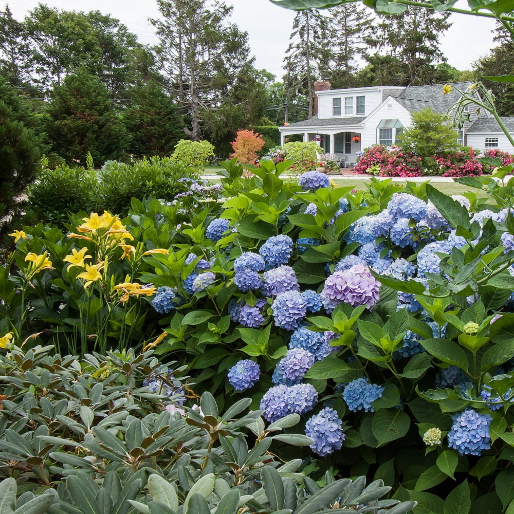 Pink or Blue Hydrangea Deciduous Shrub Live Plant L418884