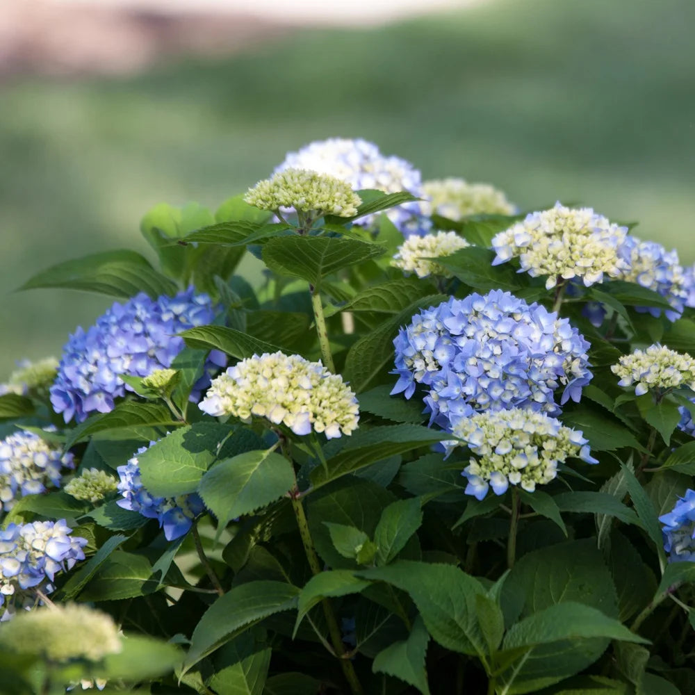 Pink or Blue Hydrangea Deciduous Shrub Live Plant L418884