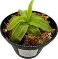 Carnivorous Plant in 3" Pot N742025