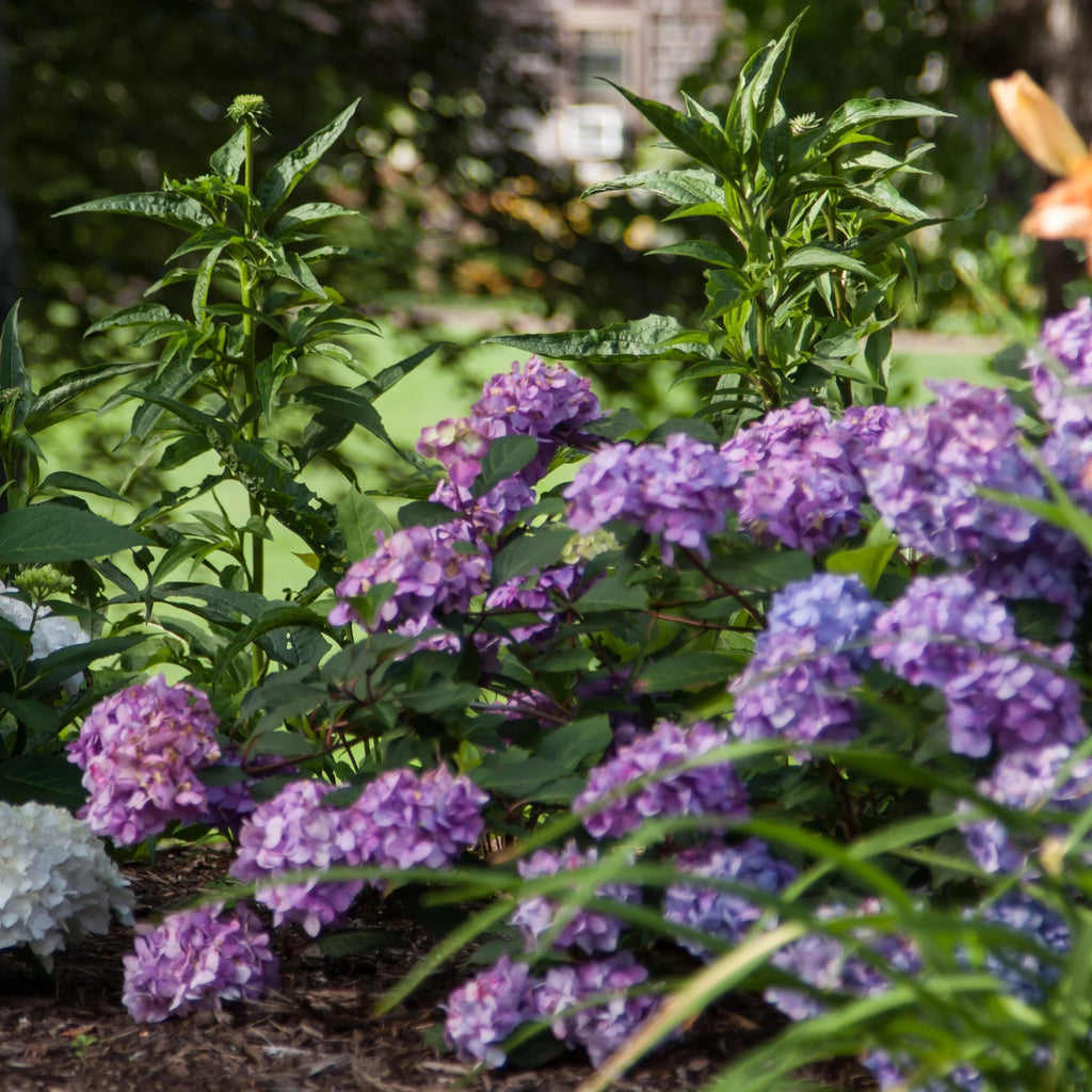 Hydrangea Live Shrub 1 Gallon L577873