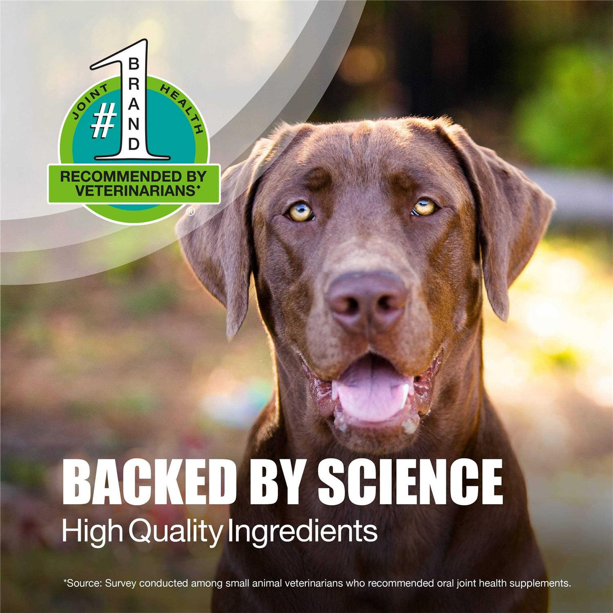 Joint Health Supplement for Large Dogs R97205