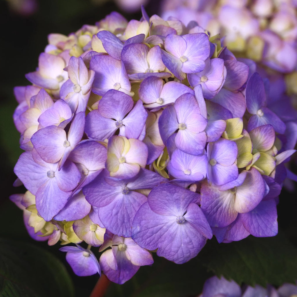 Hydrangea Live Shrub 1 Gallon L577873