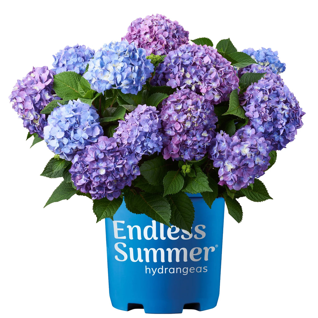 Hydrangea Live Shrub 1 Gallon L577873