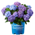 Hydrangea Live Shrub 1 Gallon L577873