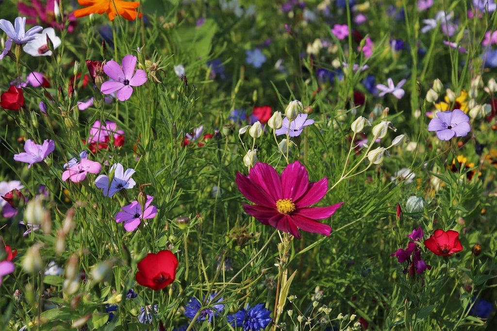 Wildflower Mix V416344