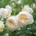 White Rose Bush C9589