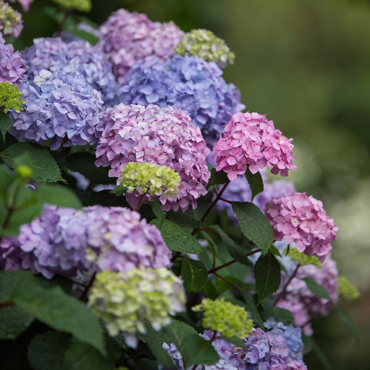 Hydrangea Live Shrub 1 Gallon L577873