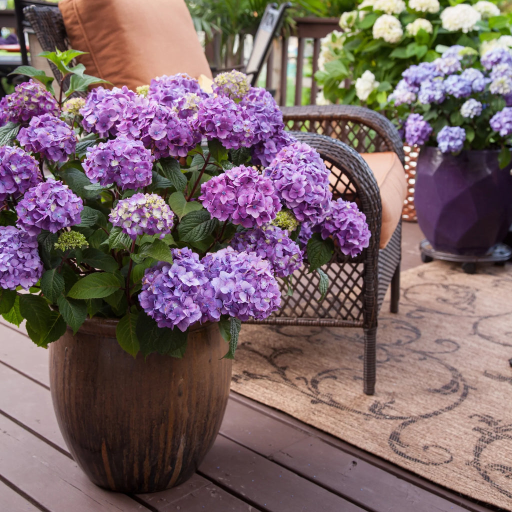 Hydrangea Live Shrub 1 Gallon L577873